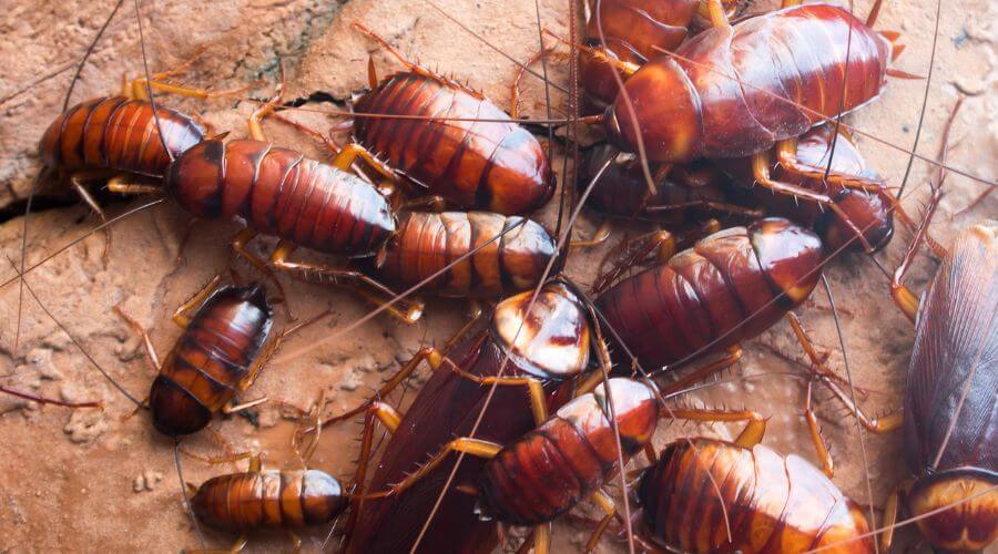 Professional pest control services in San Jose